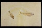 Plate with Two Diplomystus Fish Fossils - Wyoming #144220-1